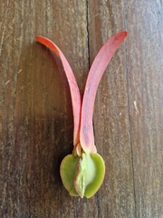 Dipterocarpus alatus