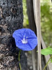 Jacquemontia pentanthos