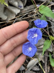 Jacquemontia pentanthos