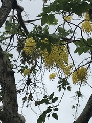 Cassia fistula