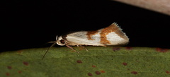 Antipterna trilicella