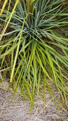 Aciphylla colensoi