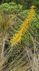 Aciphylla colensoi