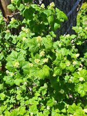Ribes wolfii