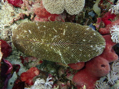 Ctenactis