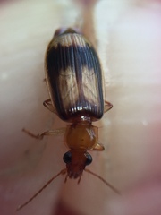 Trigonothops pacifica