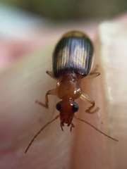 Trigonothops pacifica