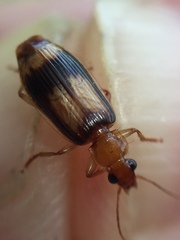 Trigonothops pacifica