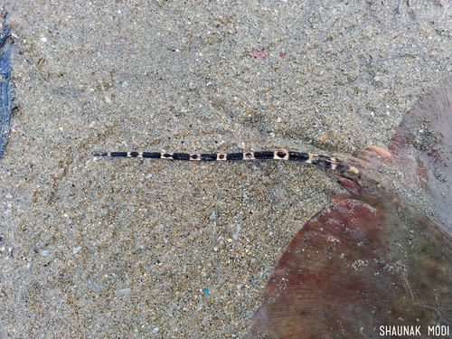 Gymnura poecilura