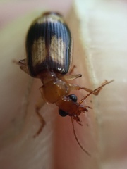 Trigonothops pacifica