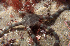 Ophioderma panamense