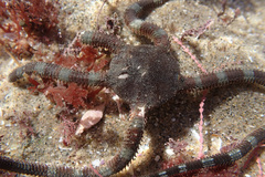 Ophioderma panamense