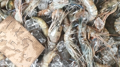 Macrobrachium rosenbergii