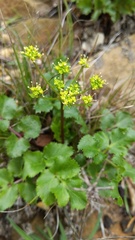 Tauschia arguta