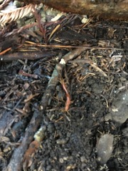 Scolopocryptops gracilis