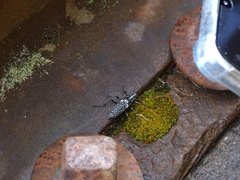 Homocyrtus dromedarius