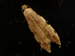 Endophthora omogramma