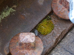 Homocyrtus dromedarius