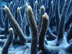 Acropora