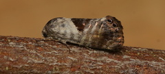 Eupselia carpocapsella
