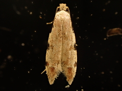 Endophthora omogramma