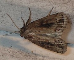 Photedes panatela