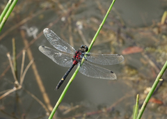 Leucorrhinia orientalis
