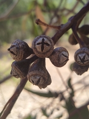 Eucalyptus rudis rudis