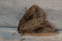 Photedes panatela