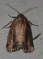 Photedes panatela