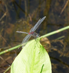 Leucorrhinia orientalis