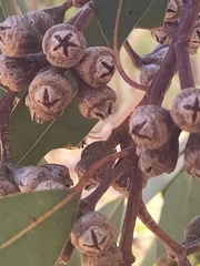 Eucalyptus rudis rudis