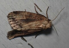 Photedes panatela
