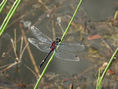 Leucorrhinia orientalis