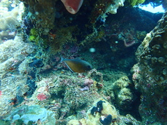 Pempheris vanicolensis