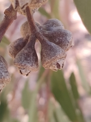 Eucalyptus rudis rudis