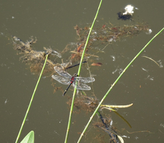 Leucorrhinia orientalis