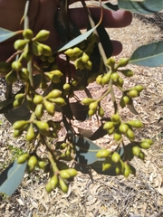 Eucalyptus rudis rudis