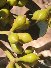 Eucalyptus rudis rudis