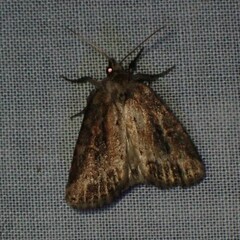 Photedes panatela