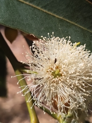 Eucalyptus rudis rudis