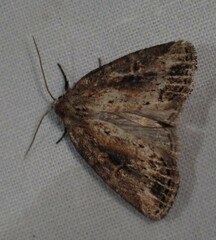 Photedes panatela