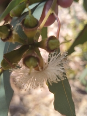 Eucalyptus rudis rudis