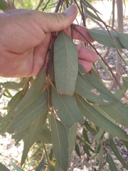 Eucalyptus rudis rudis
