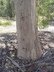 Eucalyptus rudis rudis