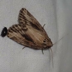 Photedes panatela