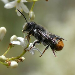 Megachile ferox