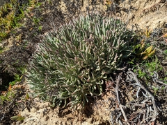 Dudleya