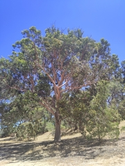 Eucalyptus rudis rudis