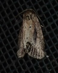Photedes panatela